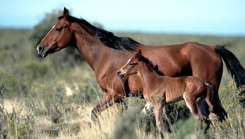 Eine Mustang-Stute läuft mit ihrem Fohlen über die weiten Felder Patagoniens. Undatierte Aufnahme aus Argentinien. Eine Mustang-Stute läuft mit ihrem Fohlen über die weiten Felder Patagoniens. Undatierte Aufnahme aus Argentinien.