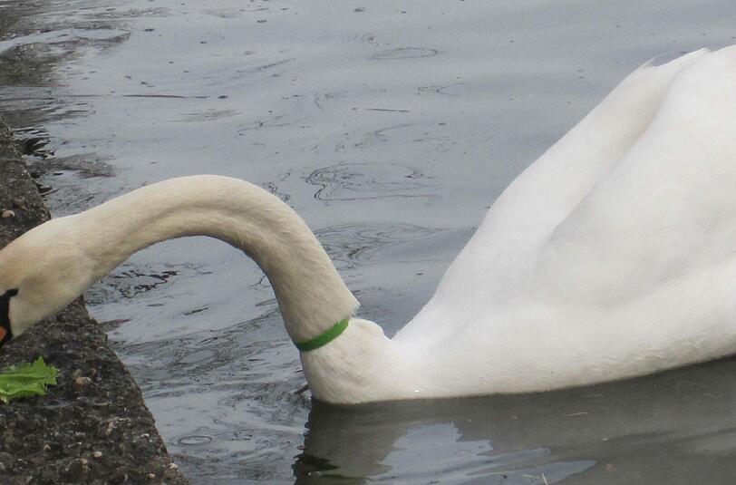 Mit frischem Salat locken die Tierschützer den Schwan ans Ufer - und befreien ihn dort von seiner Fessel.