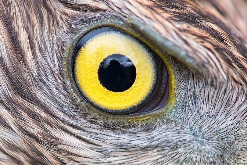 Zu den besonderen Fähigkeiten der Greifvögel gehört ihr Sehvermögen. Die spezielle Konstruktion des sprichwörtlichen "Adlerauges" lässt Beute entdecken, die mehrere hundert Meter weit weg ist. Zu den besonderen Fähigkeiten der Greifvögel gehört ihr Sehvermögen. Die spezielle Konstruktion des sprichwörtlichen "Adlerauges" lässt Beute entdecken, die mehrere hundert Meter weit weg ist.