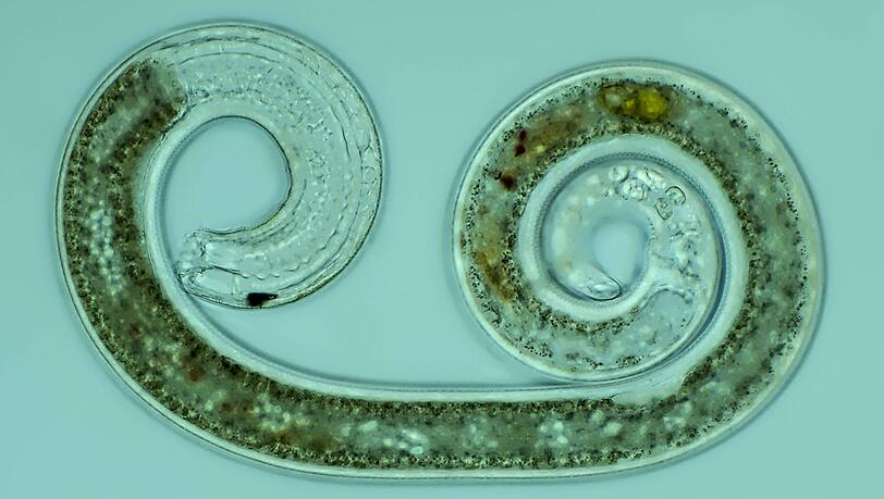 Nematoden wie Steinernema carpocapsae sind natürliche Feinde gegen Schädlinge wie die Larven der Wiesenschnake. Nematoden wie Steinernema carpocapsae sind natürliche Feinde gegen Schädlinge wie die Larven der Wiesenschnake.