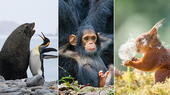 Diese Tierfotos wurden beim "Comedy Wildlife Photography Award 2019" ausgezeichnet.
