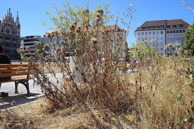 Trauriger Anblick: Statt bunter Blumen vertrocknetes Gestrüpp.