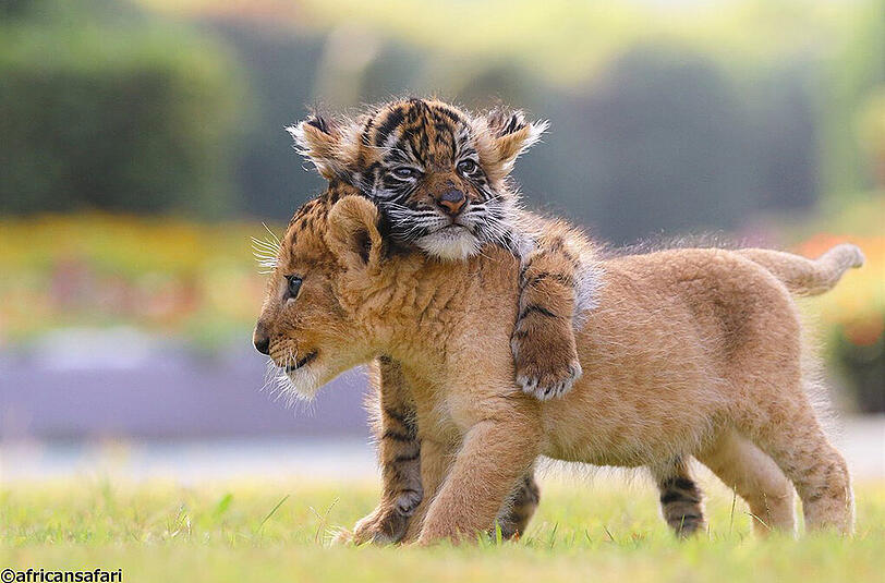 Die beiden kleinen Raubkatzen im japanischen Safari-Zoo