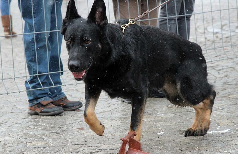 Die Schäferhunde werden draußen bewertet.