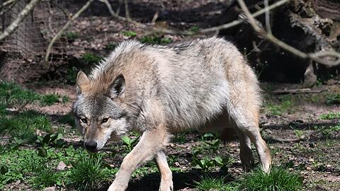 Der Wolf soll ins Landesjagdrecht aufgenommen werden. (Archivbild)