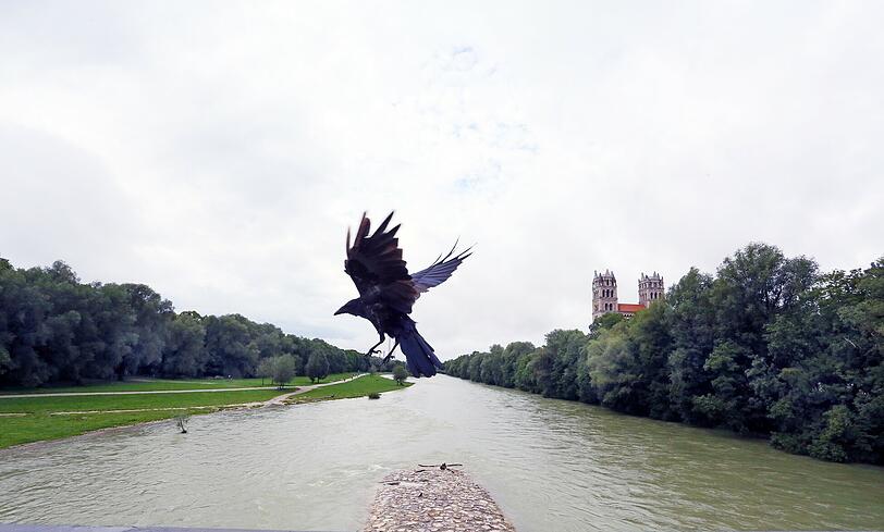 Ein Stück wilde Natur mitten in der Stadt &ndash; die Bilder von der Isar am Wochenende.