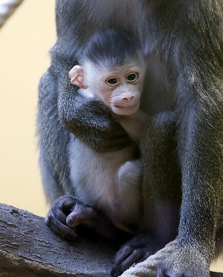 Bilder vom neuen Drill-Baby im Tierpark Hellabrunn