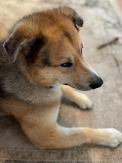 Leo