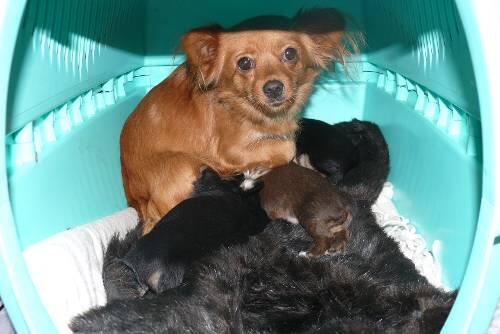 Die süßen Hunde waren im Kleinbus gefangen.