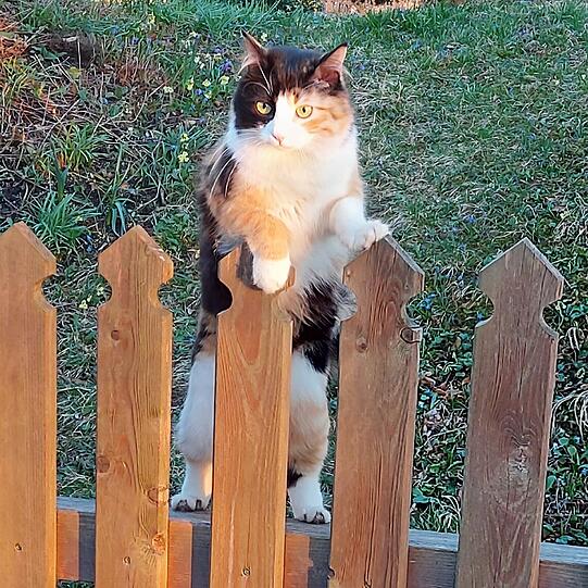 Isabella