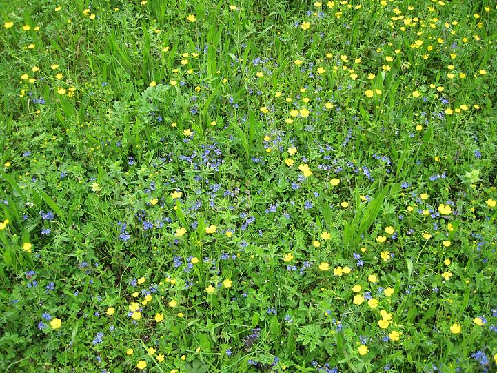 Diese Blumenwiese hat AZ-Leserin Martina Pudelko im vergangenen Frühjahr fotografiert.