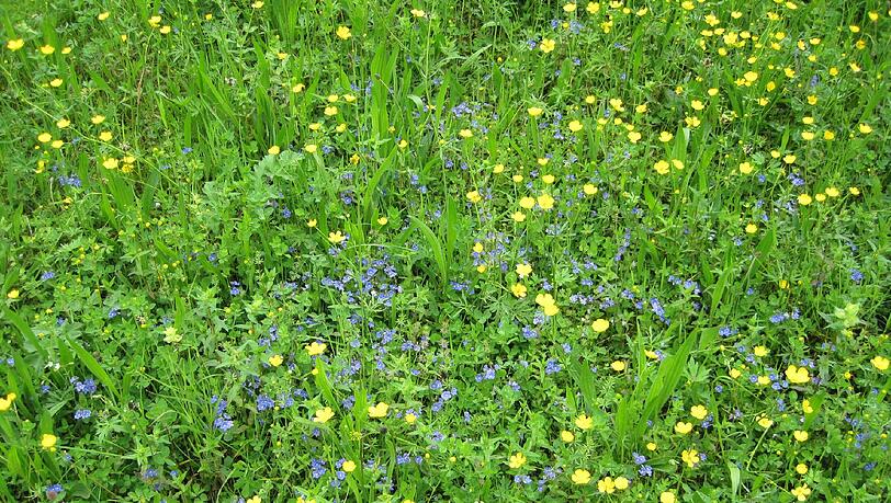 Diese Blumenwiese hat AZ-Leserin Martina Pudelko im vergangenen Frühjahr fotografiert. Diese Blumenwiese hat AZ-Leserin Martina Pudelko im vergangenen Frühjahr fotografiert.