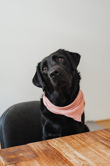 Nala ist mein treuester Freund und unersetzliche Kollegin. Mit Fröhlichkeit, Motivation und einer Prise Quatsch hilft sie als Therapiehund täglich Menschen in der Sprachtherapie: Brücken bauen, Trost spenden und mit Tricks wie Würfeln oder Glücksrad drehen Herzen gewinnen!