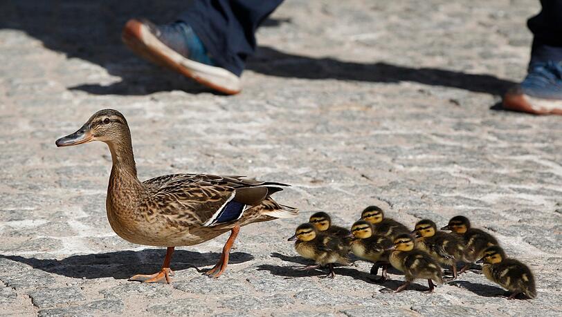 Die Entenfamilie konnte fast komplett gerettet werden - eines der Jungtiere wurde leider von einem Auto erfasst. (Symbolbild) Die Entenfamilie konnte fast komplett gerettet werden - eines der Jungtiere wurde leider von einem Auto erfasst. (Symbolbild)