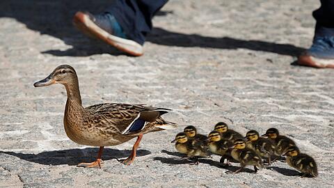 Die Entenfamilie konnte fast komplett gerettet werden - eines der Jungtiere wurde leider von einem Auto erfasst. (Symbolbild)