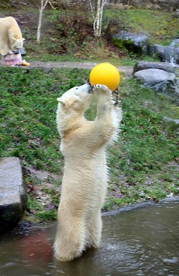 Im Tierpark Hellabrunn feiern die Eisbären Nela und Nobby mit ihrer Mutter Giovanna ihren 2. Geburtstag mit Eistorte und Spielzeug.