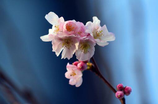 So schön können die Barbarazweige aussehen: Blüten an einer Japanischen Zierkirsche.