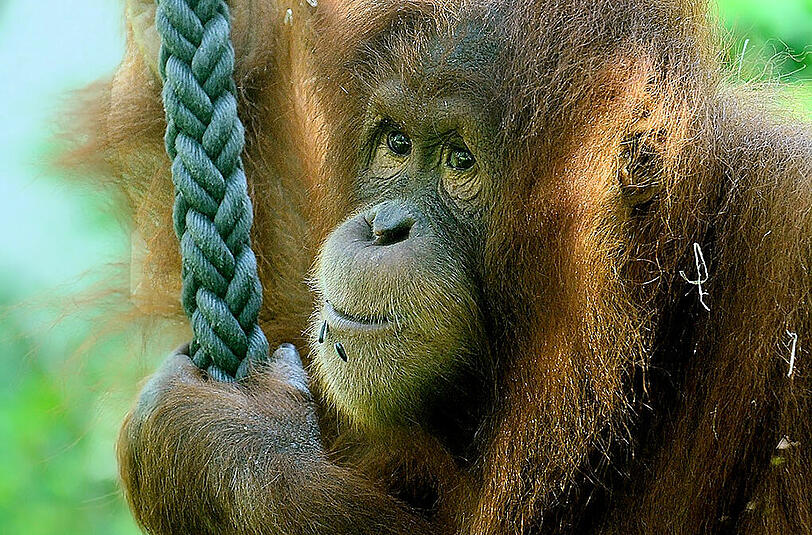 Menschen-nah: ein Sumatra-Orang-Utan in München.
