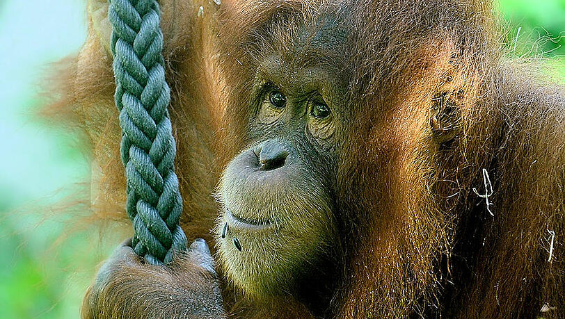 Menschen-nah: ein Sumatra-Orang-Utan in München. Menschen-nah: ein Sumatra-Orang-Utan in München.