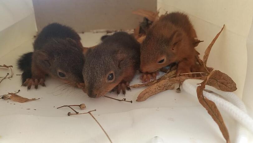 Florian, Fortuna und Feli sind aus ihrem Nest gefallen. Eichhörnchen stehen unter Artenschutz.