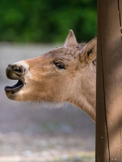 Auch bei den Przewalski Urwildpferden gab es Nachwuchs.