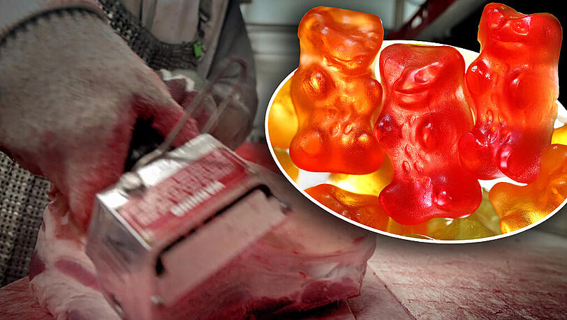 So bunt und farbenfroh wie die Gummibärchen auch aussehen: Gelatine-Herstellung ist nichts fürs Auge. So bunt und farbenfroh wie die Gummibärchen auch aussehen: Gelatine-Herstellung ist nichts fürs Auge.
