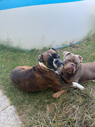Hunde Malik (Boxer) und Conan (Old English Bulldog)