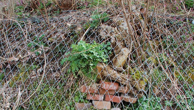 Die Backsteine zeugen von früheren Hangsicherungen. Jetzt wurde der Burgberg mit bis zu zwölf Meter langen, teils betongefüllten Bohrstangen rückverankert (links unten im Bild). Die Backsteine zeugen von früheren Hangsicherungen. Jetzt wurde der Burgberg mit bis zu zwölf Meter langen, teils betongefüllten Bohrstangen rückverankert (links unten im Bild).
