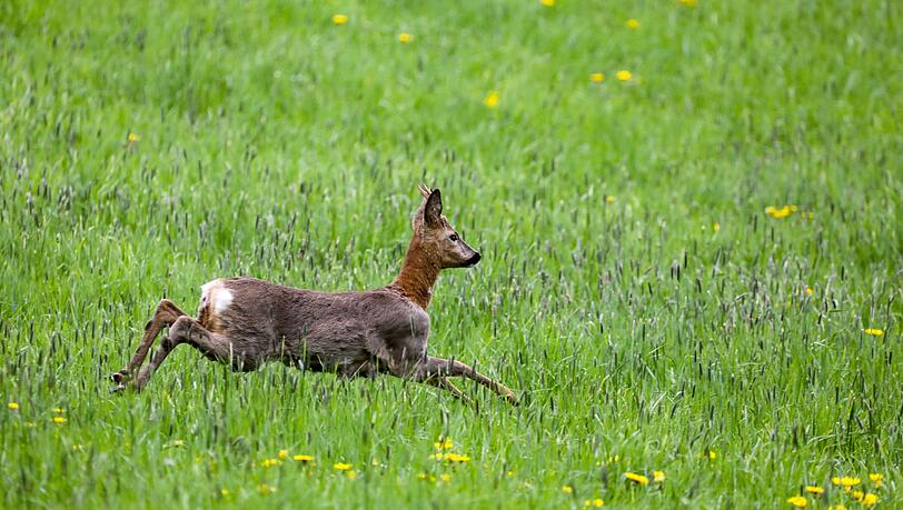 Die Brunftzeit bei Rehwild sorgt für erhöhte Unfallgefahr. (Symbolbild)