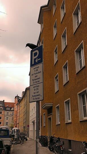Nimmermehr parken: Eine Krähe in der Neureutherstraße.
