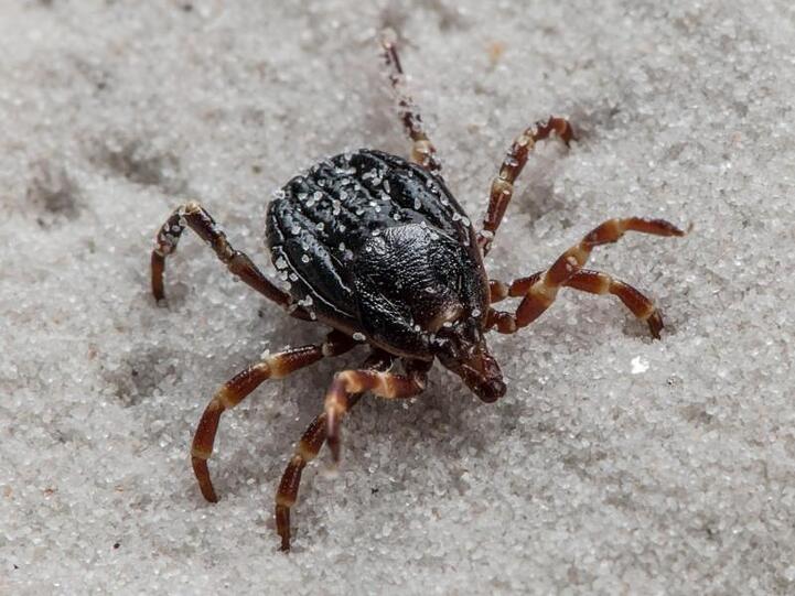 Hyalomma-Zecken können Träger des für Menschen unter Umständen sogar tödlichen Krim-Kongo-Virus sein.