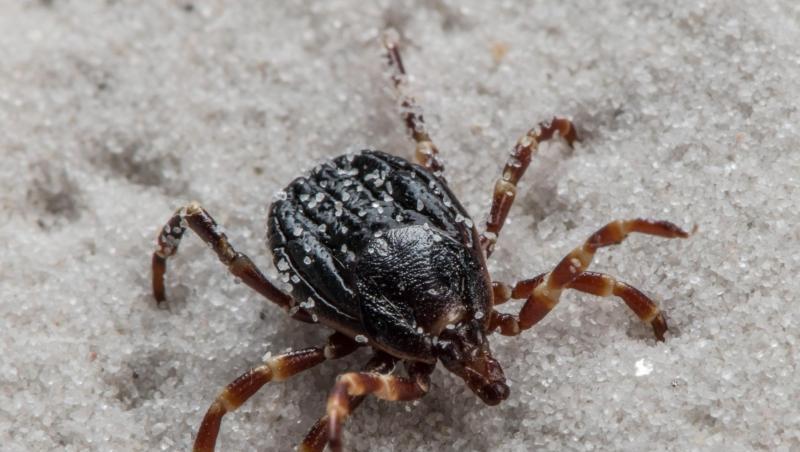 Hyalomma-Zecken können Träger des für Menschen unter Umständen sogar tödlichen Krim-Kongo-Virus sein. Hyalomma-Zecken können Träger des für Menschen unter Umständen sogar tödlichen Krim-Kongo-Virus sein.