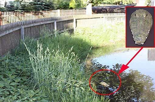In diesem Dorfteich haben zwei Spaßbären eine Krokodilattrappe platziert.