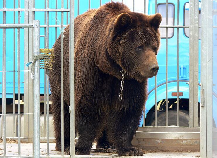In Freiheit: Bär Ben wurde von den Behörden an einen sicheren Ort gebracht. Angeblich soll er sich im Landkreis Passau befinden.