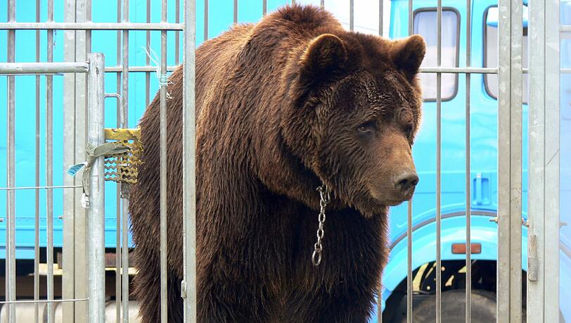 In Freiheit: Bär Ben wurde von den Behörden an einen sicheren Ort gebracht. Angeblich soll er sich im Landkreis Passau befinden. In Freiheit: Bär Ben wurde von den Behörden an einen sicheren Ort gebracht. Angeblich soll er sich im Landkreis Passau befinden.