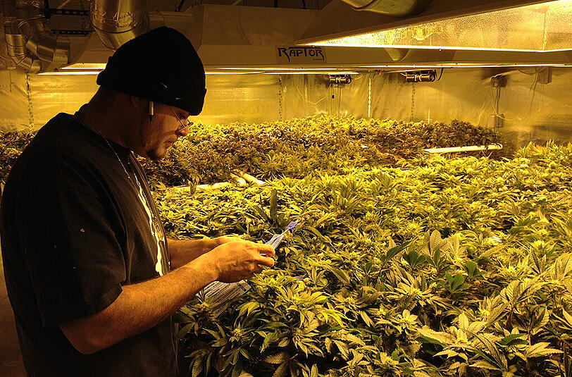 In einigen Staaten der USA ist medizinisches Cannabis bereits legalisiert.