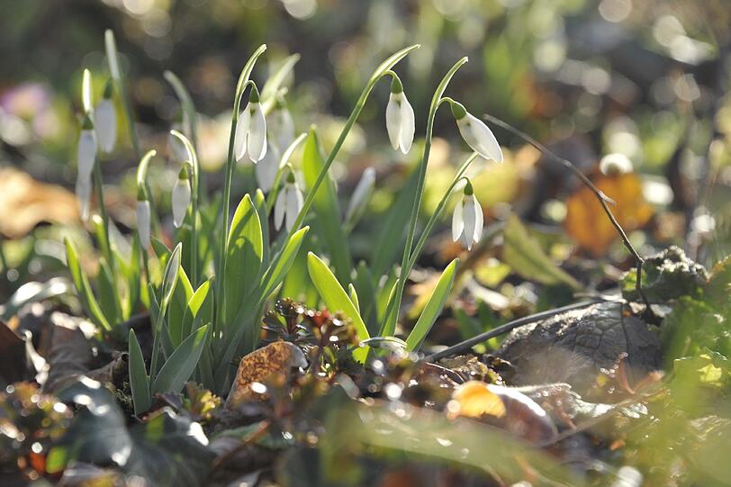 Schneeglöckchen kündigen den Frühling an.