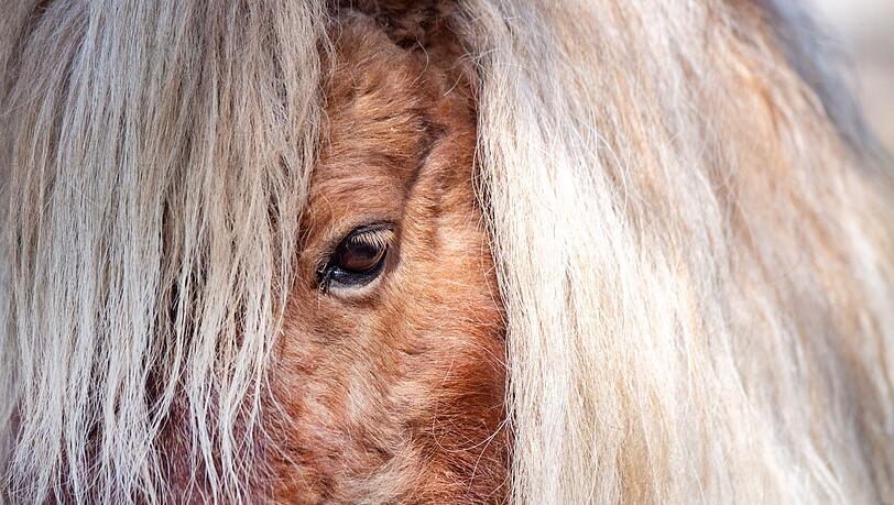Gemeinsam versuchten Feuerwehr und Anwohner, die entlaufenen Ponys und den Esel wieder einzufangen. (Symbolbild)