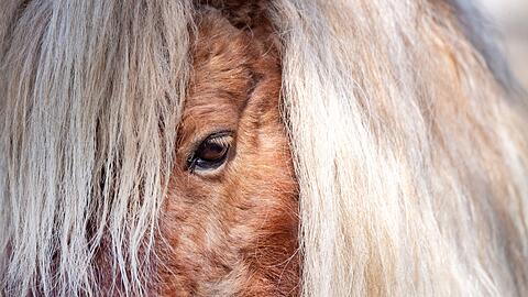 Gemeinsam versuchten Feuerwehr und Anwohner, die entlaufenen Ponys und den Esel wieder einzufangen. (Symbolbild)
