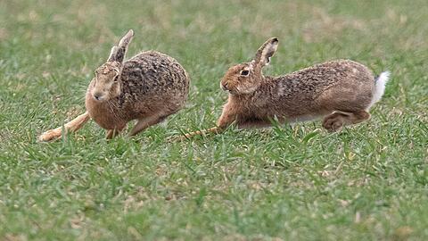 Zwei Feldhasen laufen &uuml;ber ein Feld. Meister Lampe breitet sich wieder in Deutschland aus &ndash; hat aber auch mit einer neuartigen Krankheit zu k&auml;mpfen. (Symbolbild)