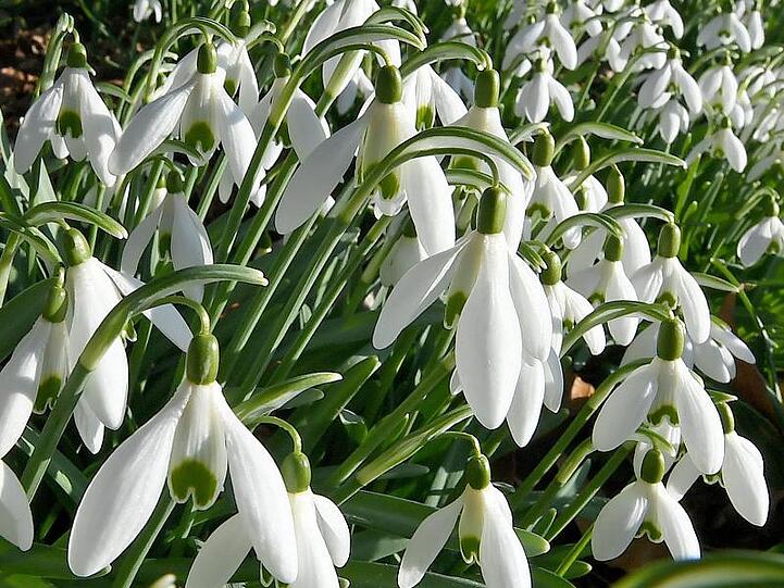 Schneeglöckchen drängeln sich ans Licht der Vorfrühlingssonne.