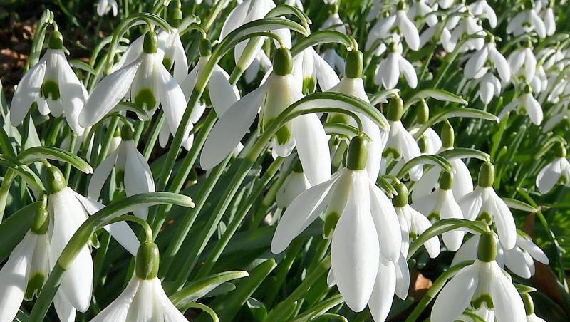 Schneeglöckchen drängeln sich ans Licht der Vorfrühlingssonne. Schneeglöckchen drängeln sich ans Licht der Vorfrühlingssonne.