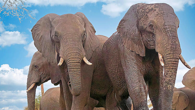 Elefanten im Hwange-Nationalpark in Simbabwe unweit der Grenze zu Botsuana. Ein afrikanischer Staatschef könnte sie sich bald auch in Deutschland vorstellen.