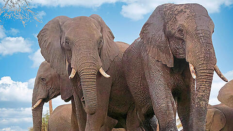 Elefanten im Hwange-Nationalpark in Simbabwe unweit der Grenze zu Botsuana. Ein afrikanischer Staatschef könnte sie sich bald auch in Deutschland vorstellen.