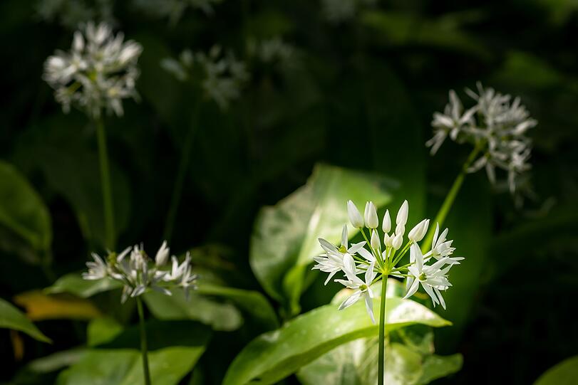 Wer die Augen schließt, nimmt Gerüche noch intensiver wahr. Da muss es gar nicht der dominante Duft von Bärlauch sein. Man kann viel Zeit damit verbringen, im Potpourri der Waldluft einzelne Aromen bewusst zu erschnüffeln: Erde, Blüten, Moos, Blätter, Holz, Pilze ... Wer die Augen schließt, nimmt Gerüche noch intensiver wahr. Da muss es gar nicht der dominante Duft von Bärlauch sein. Man kann viel Zeit damit verbringen, im Potpourri der Waldluft einzelne Aromen bewusst zu erschnüffeln: Erde, Blüten, Moos, Blätter, Holz, Pilze ...
