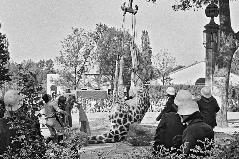 Giraffe im Graben: Auch Tiere können mal stolpern: Eine Giraffendame im Tierpark Hellabrunn fällt dabei am 28. Mai 1977 besonders unglücklich &ndash; in einen Graben. Das Missgeschick passiert, als das trächtige Tier an einer Baumkrone nascht. Die Rettung der Giraffe muss wegen des ungeborenen Jungtiers ohne Narkosemittel durchgeführt werden.
Der Einsatz geht gut. Die Giraffe erhebt sich danach fast unverletzt. Mehrere hundert Besucher verfolgen das Spektakel fasziniert.