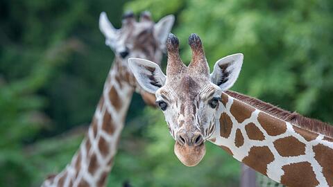 Die Giraffen Bahati (vorne) und Kabonga.