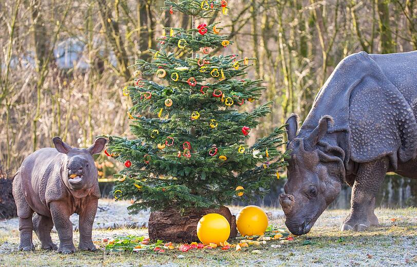 Nashorn-Baby Puri wundert sich sichtlich über den bunt geschmückten Nadelbaum.