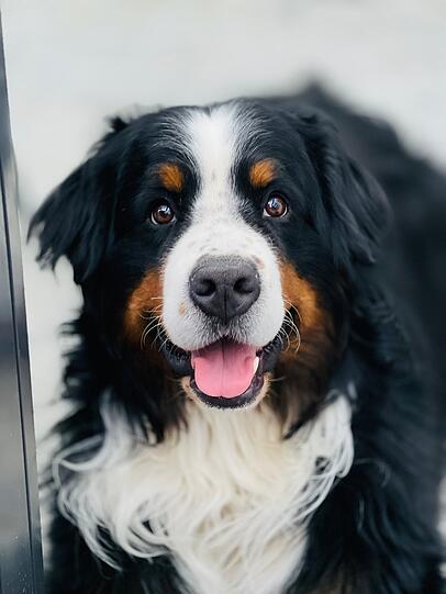 Balu