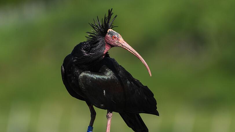 Ein Waldrapp wurde in Österreich von einem Golfball tödlich getroffen